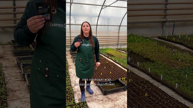 ЗЕЛЕНАЯ АПТЕКА смотреть онлайн