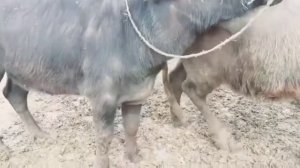 Animals mating\Животные спариваются