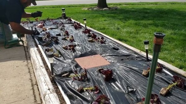 Flower Power - Planting Black Dragon Coleus