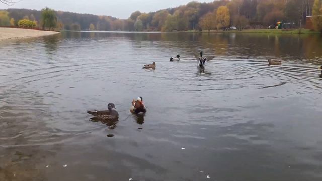 Утка мандаринка. Сенсация в Терлецком парке. Mandarin duck. смотреть онлайн
