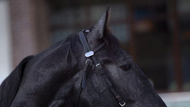 III Чемпионат лошадей орловской рысистой породы на международной выставке "Конная Россия" - 2022 смотреть онлайн