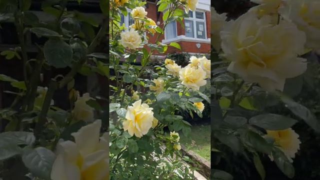 Сезон роз в Лондоне. Собрала для вас букет гуляя по Патни смотреть онлайн