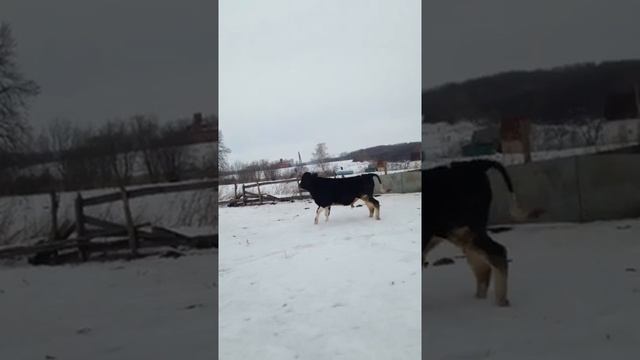 Быка за рога смотреть онлайн