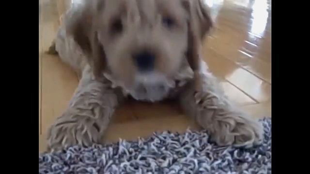 Cavachon Vs Cavapoo Puppies And Full Grown Dogs - Similarities And Differences