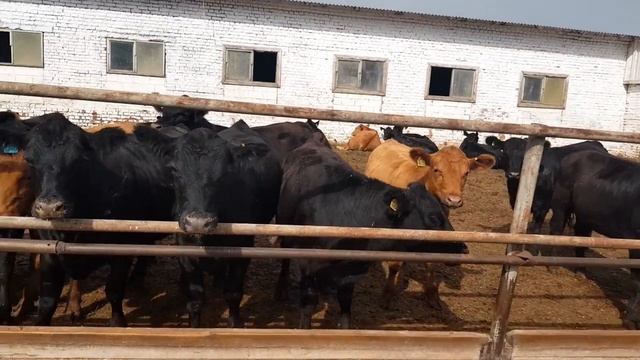 Продажа Абердин-Ангус, 150 голов в наличии. Мясное животноводство в России. Сельское хозяйство в РФ смотреть онлайн