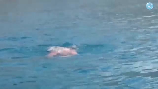 По Открытой Воде - 8 км! В 47 лет - с нуля! Результат моего ученика за 4 месяца тренировок! смотреть онлайн