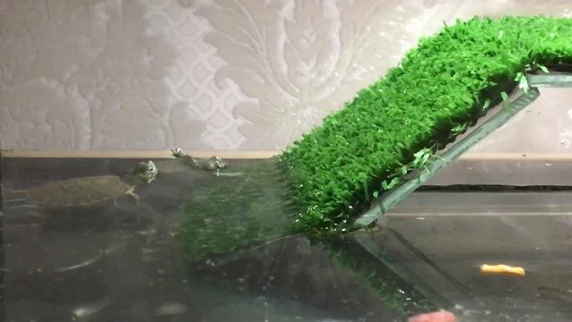 Коттедж для черепашек с бассейном . Так прикольно ) смотреть онлайн