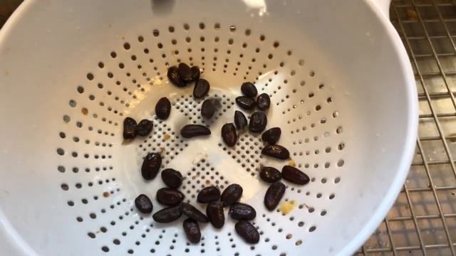 How to Harvest and Store Paw Paw Seeds (America’s largest native fruit) смотреть онлайн