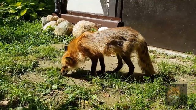 Алиса Лиса-Alice the Fox (Лисий Гон) смотреть онлайн