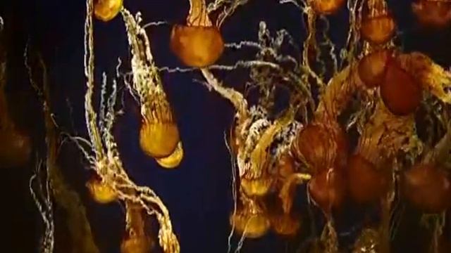 Кораллы медузы смотреть онлайн