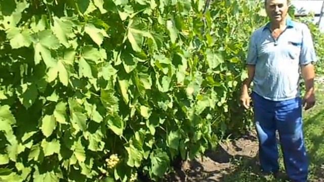 Выращивайте виноград, запах муската. смотреть онлайн