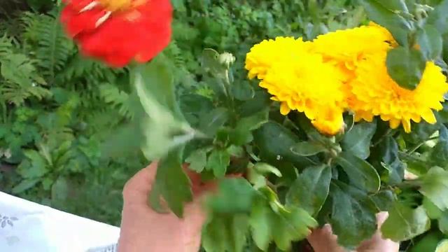 Букет. Просто букет(красивый букет) в самом конце августа. 30.08.2021г. Адамовка. смотреть онлайн