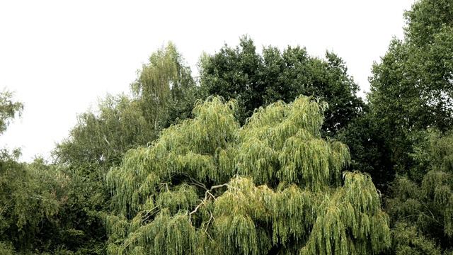 Count Basie & His Orchestra - Jumpin' At The Woodside - (Instrumental) смотреть онлайн