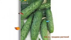 Огурец обыкновенный Пальчик (palchik) ? огурец Пальчик обзор: как сажать семена огурца Пальчик