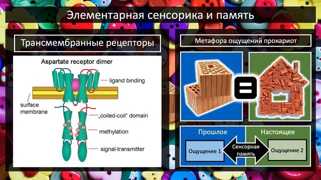 04. Когда возникла психика? смотреть онлайн