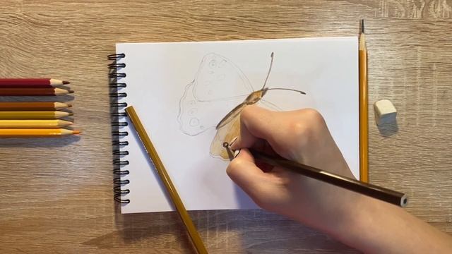 Рисунок цветными карандашами мотылька | Поэтапная срисовка для начинающих смотреть онлайн