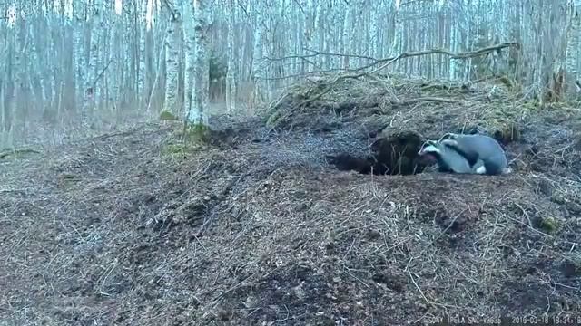 БарСук смотреть онлайн