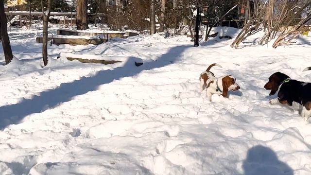 Basset Hound Snow Day ❄️ 🐶 🐶 ❄️ смотреть онлайн