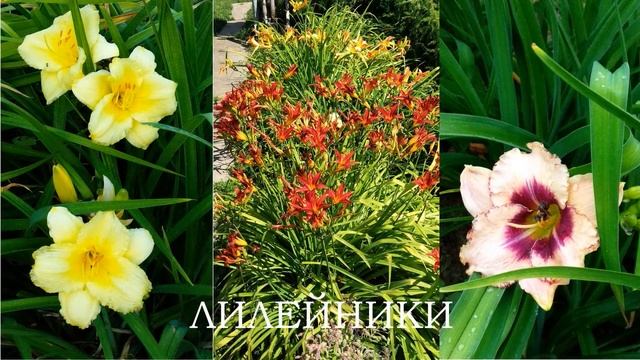 Неприхотливые многолетники в моем саду #садыУрала смотреть онлайн