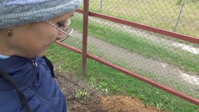 6 соток 21 сентября. Много летние георгины убраны на хранение... Сажаю гортензия Ванилла Фрайз смотреть онлайн