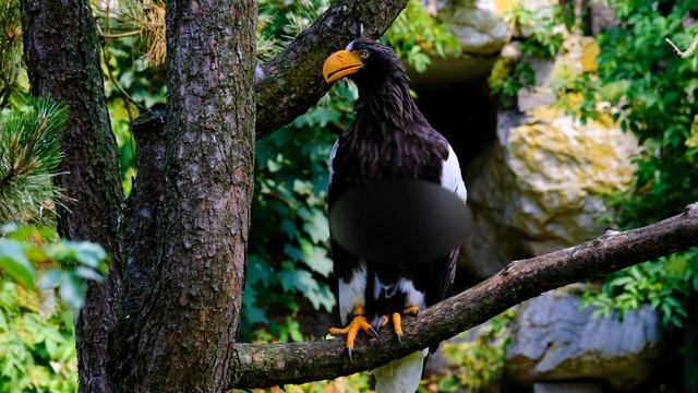 Птица Адлер Гигантский Орел Орлан-Белохвост #хищныептицы #крылатые смотреть онлайн