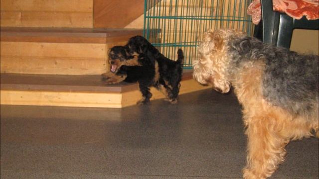 Вельш терьеры Щенки. Вегус. VI 2013 смотреть онлайн