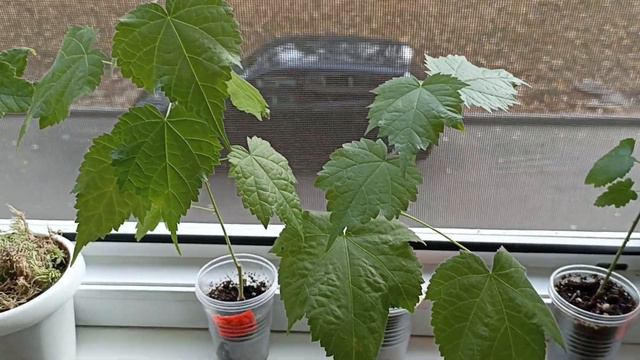 Излишки Почтой смотреть онлайн