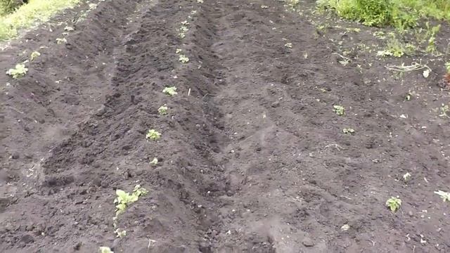Картофель в гребнях смотреть онлайн