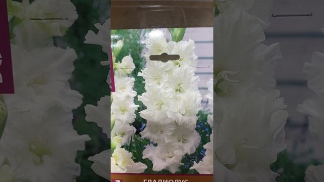 Роскошные сорта гладиолусов с гофрированными цветами #shorts смотреть онлайн