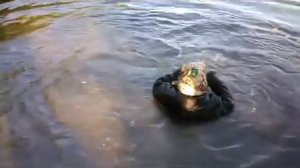 Водяной - сын ботаник и придурок отец