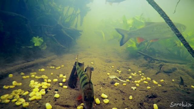 АТАКА ЩУКИ НА ОКУНЯ, КОТОРЫЙ КЛЮНУЛ НА ЧЕРВЯ! Подводная съемка смотреть онлайн