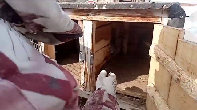 Ушной клещ у кроликов. Лечение и профилактика. #кролики#ушнойклещ#лечение#профилактика#клещ смотреть онлайн