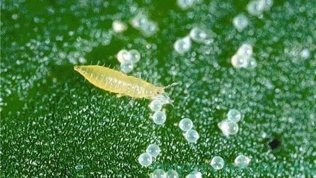 ВРЕДИТЕЛИ ОРХИДЕЙ. СПОСОБЫ БОРЬБЫ С НАСЕКОМЫМИ смотреть онлайн