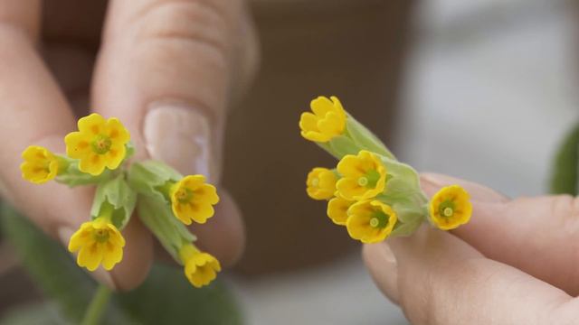 How to make a cowslip observation? #lookingforcowslips смотреть онлайн