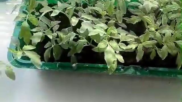Весенние увлечение смотреть онлайн