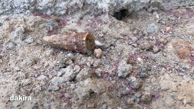 Маленький морской краб отшельник в ракушке смотреть онлайн