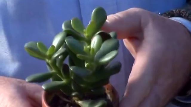 Succulent Plants For Your Home