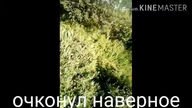 Обзор на дикий мопед 2 смотреть онлайн
