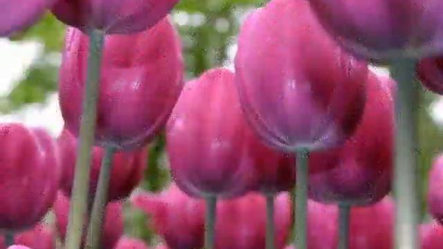 Love video by Elena Ushakova. смотреть онлайн
