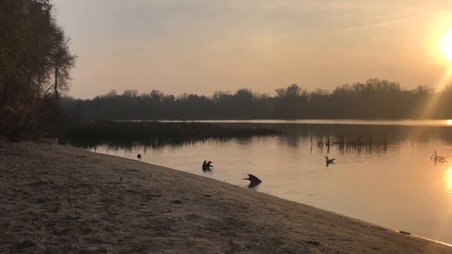Как купаются вороны в реке на закате/вечерние водные процедуры птиц в черте города/мимо не пройдёшь смотреть онлайн
