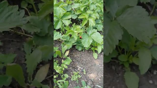Начало созревания клубники (сорт Эльвира) смотреть онлайн