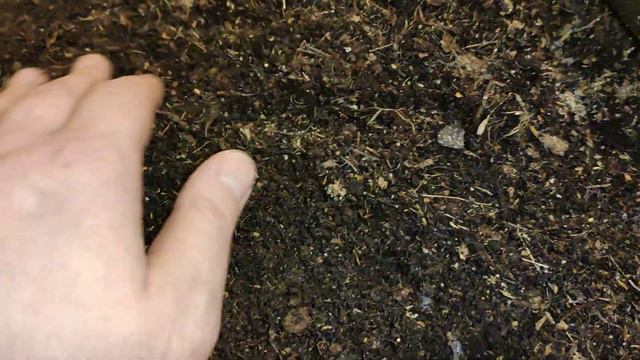 Черви для рыбалки ДЕНДРОБЕНА смотреть онлайн