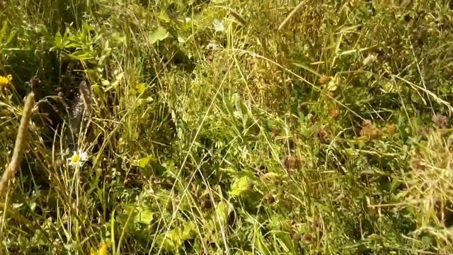 Коп, коп, металокоп смотреть онлайн