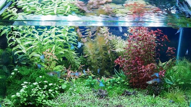 Через неделю после избавления от водорослей смотреть онлайн