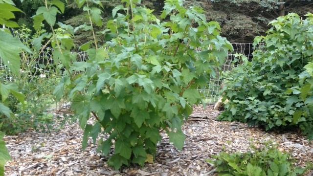 Пересаживаем черную смородину. Почему это сделать лучше осенью??