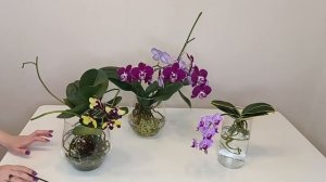 Мои орхидеи два месяца в ОС без грунта . Уход, полив, результаты .