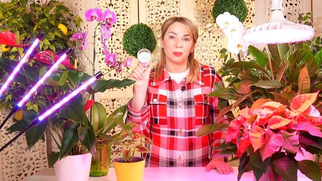 ПРАВДА И МИФЫ ПРО ФИТОЛАМПУ