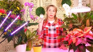 ПРАВДА И МИФЫ ПРО ФИТОЛАМПУ