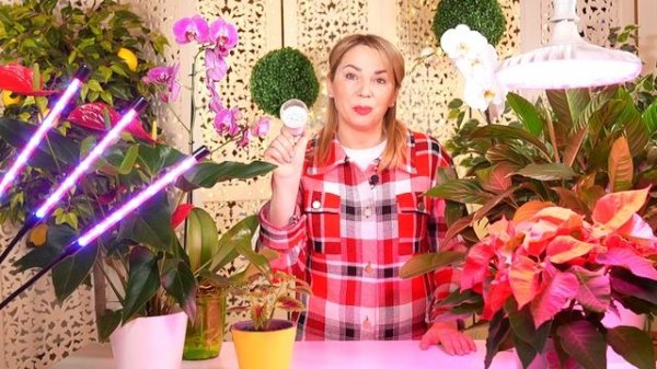 ПРАВДА И МИФЫ ПРО ФИТОЛАМПУ