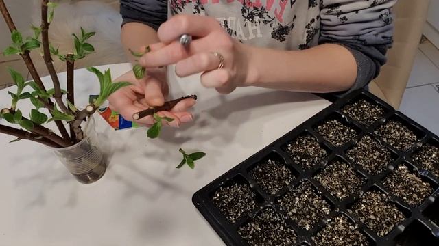 Зимнее черенкование метельчатой гортензии смотреть онлайн